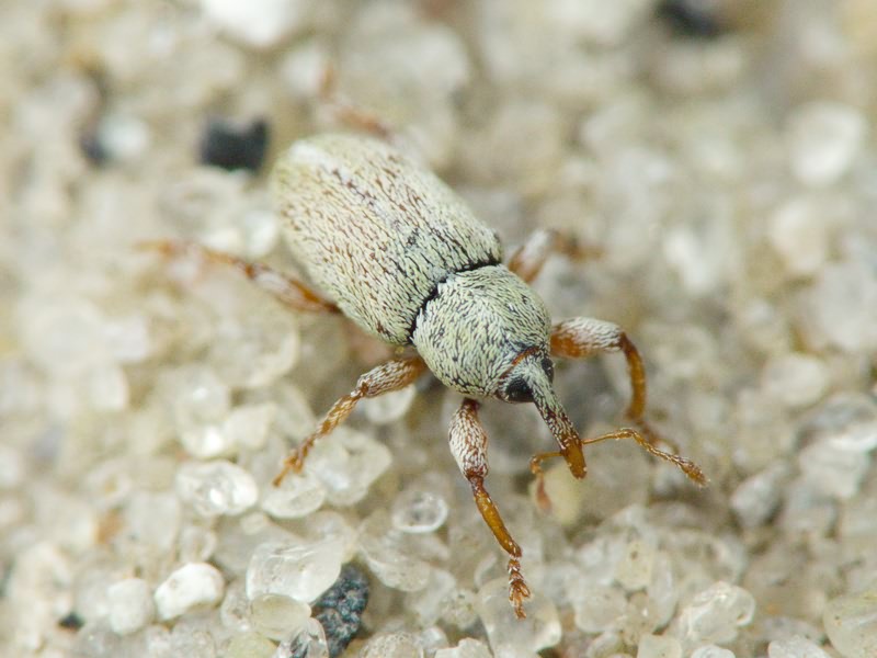 Tychius Germar, 1817